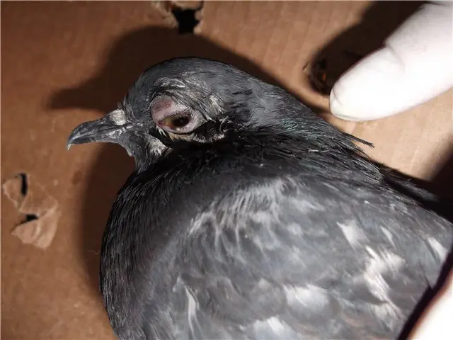 Pigeon diseases and their symptoms