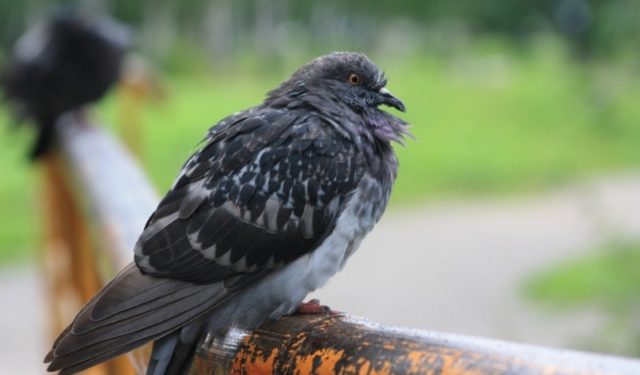 Pigeon diseases and their symptoms