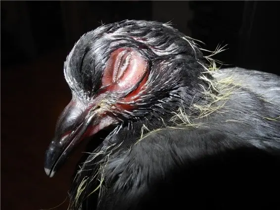 Pigeon diseases and their symptoms