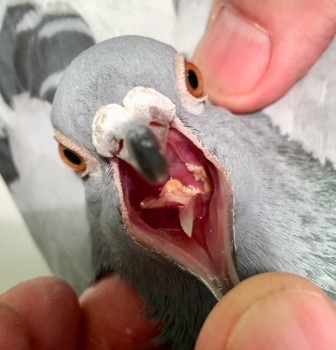 Pigeon diseases and their symptoms