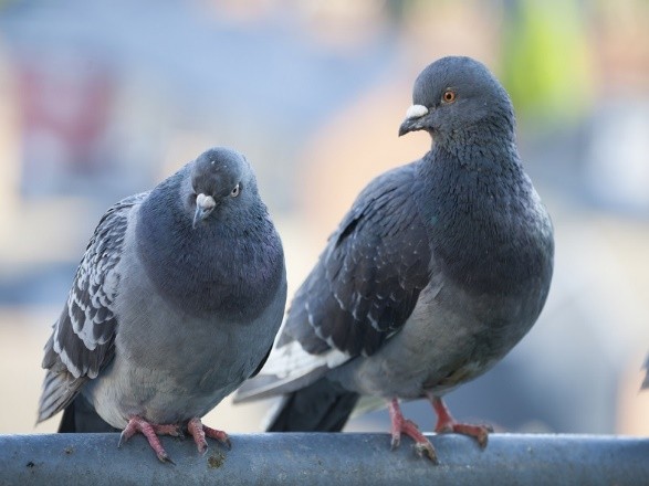 Pigeon droppings as a fertilizer: how to apply, review