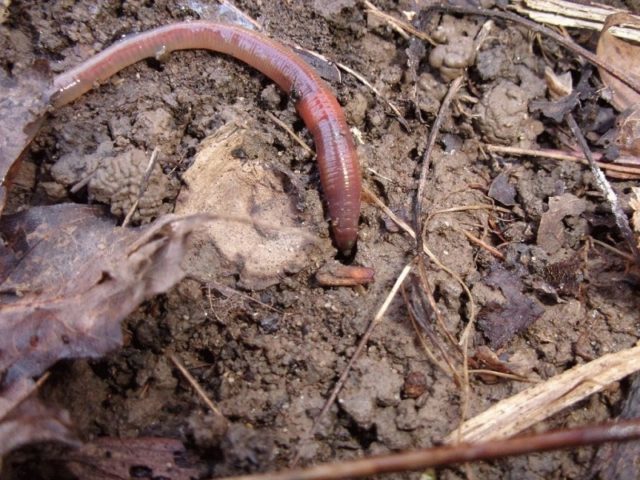 Pigeon droppings as a fertilizer: how to apply, review