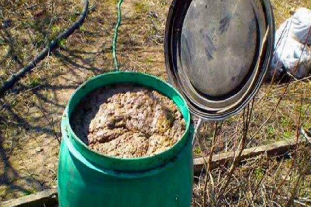 Pigeon droppings as a fertilizer: how to apply, review