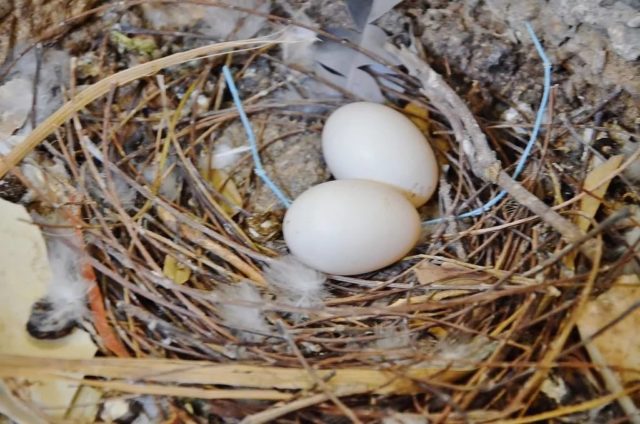 Pigeon eggs: how they look, whether they eat, how much they weigh