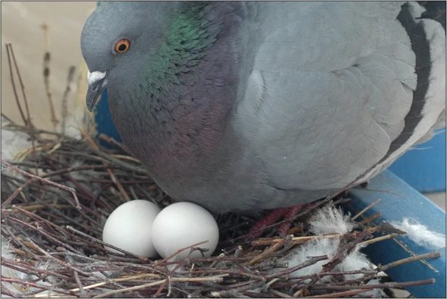 Pigeon eggs: how they look, whether they eat, how much they weigh