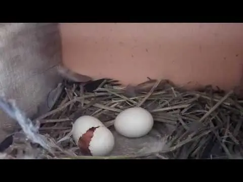 Pigeon eggs: how they look, whether they eat, how much they weigh