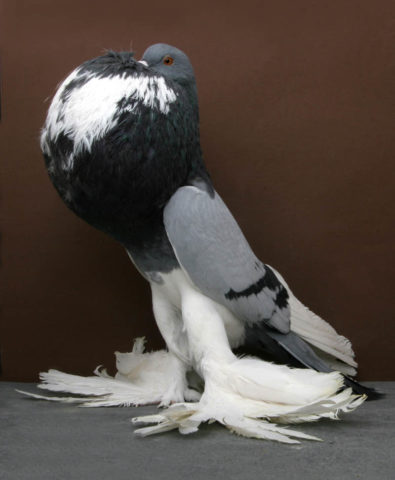 Pigeon puffin: Pomeranian and other species