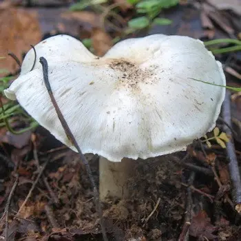 Pigeon rowing: photo and description of the mushroom