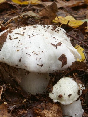 Pigeon rowing: photo and description of the mushroom