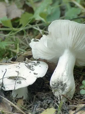 Pigeon rowing: photo and description of the mushroom