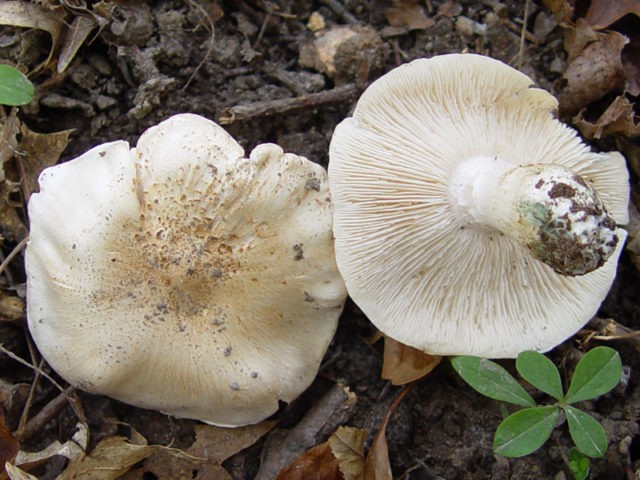 Pigeon rowing: photo and description of the mushroom