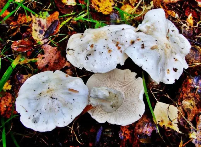 Pigeon rowing: photo and description of the mushroom