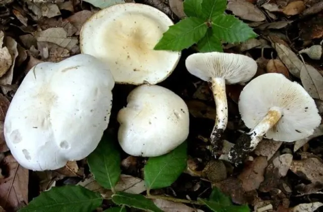 Pigeon rowing: photo and description of the mushroom