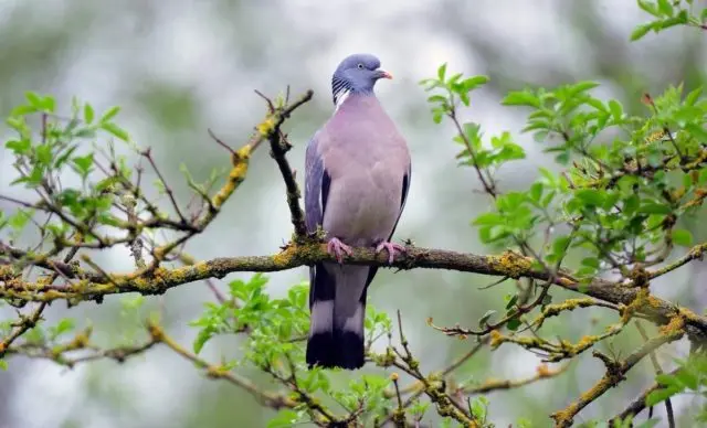 Pigeon vityuten (dove): description, photo