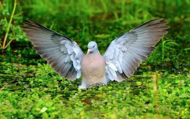 Pigeon vityuten (dove): description, photo