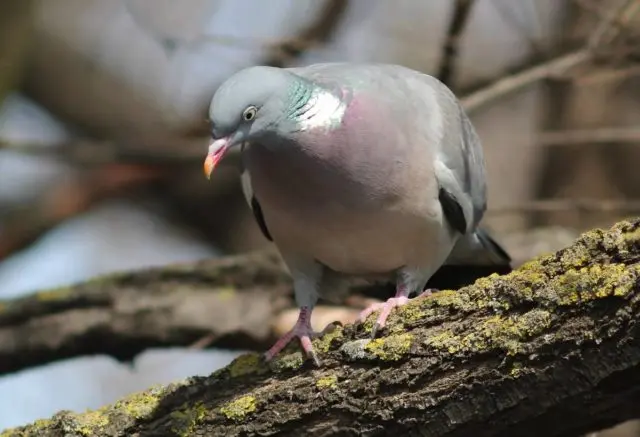 Pigeon vityuten (dove): description, photo