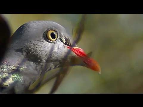 Pigeon vityuten (dove): description, photo