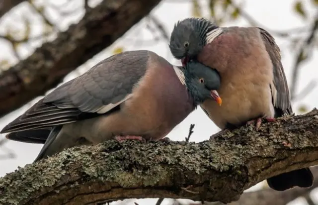 Pigeon vityuten (dove): description, photo