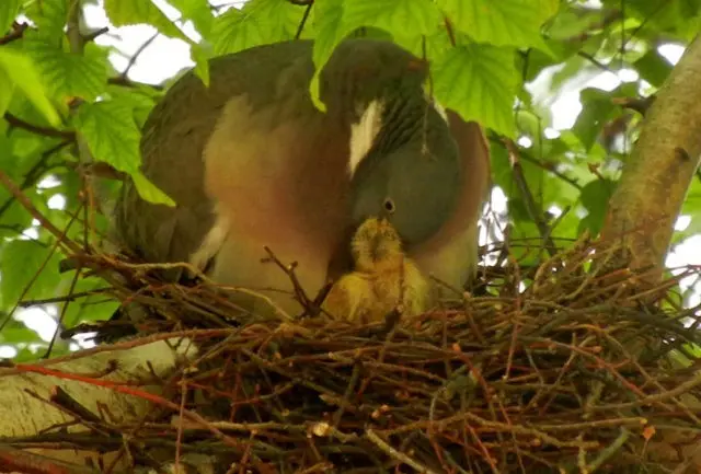 Pigeon vityuten (dove): description, photo