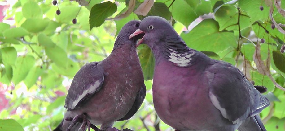 Pigeon vityuten (dove): description, photo