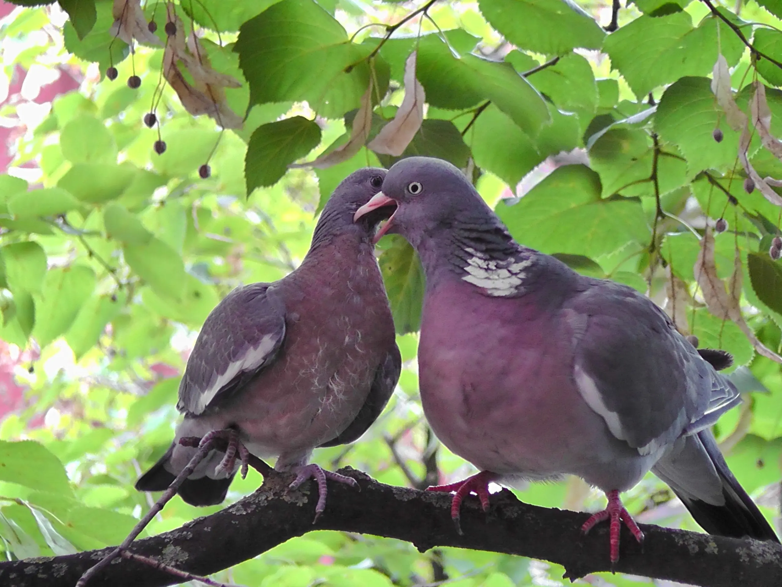 Pigeon vityuten (dove): description, photo