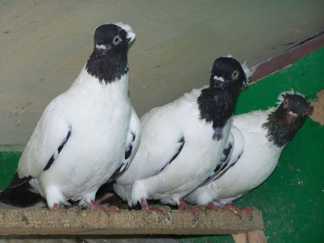 Pigeons monks: Moscow, German crusades