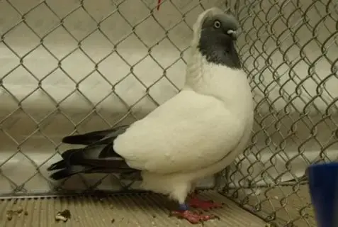 Pigeons monks: Moscow, German crusades