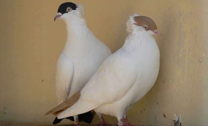 Pigeons monks: Moscow, German crusades