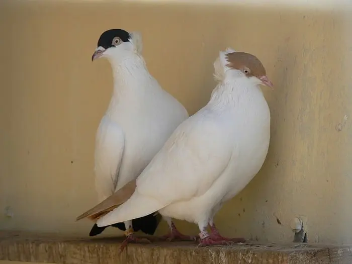 Pigeons monks: Moscow, German crusades