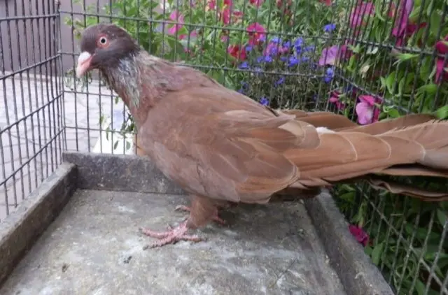 Pigeons Nikolaev: video, breeding