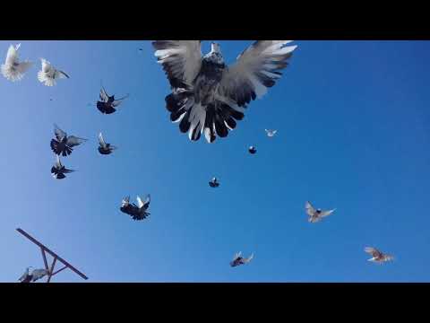 Pigeons Nikolaev: video, breeding