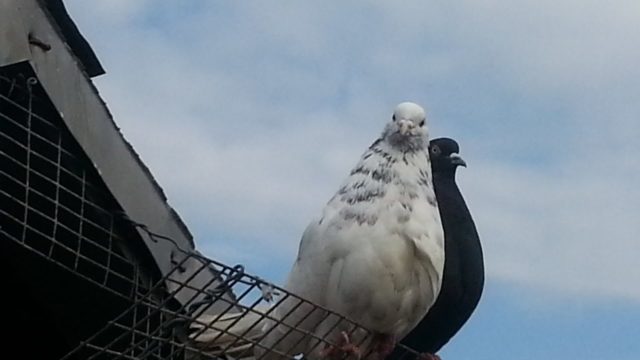 Pigeons Nikolaev: video, breeding