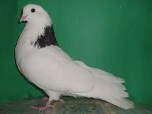 Pigeons Nikolaev: video, breeding