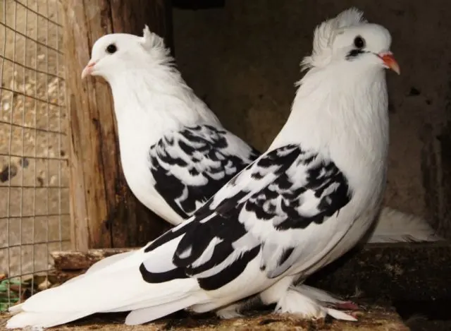 Pigeons Nikolaev: video, breeding