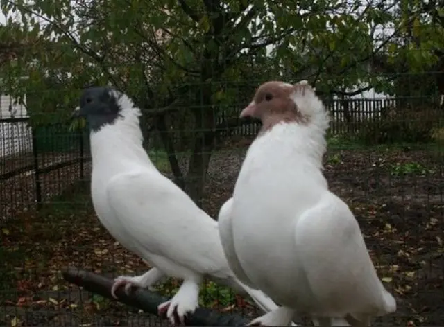 Pigeons of Iran