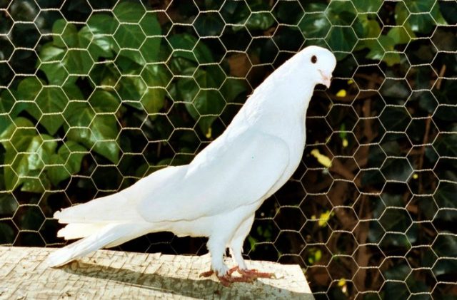 Pigeons of Iran