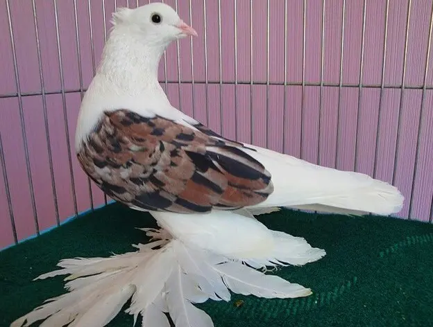 Pigeons of Iran