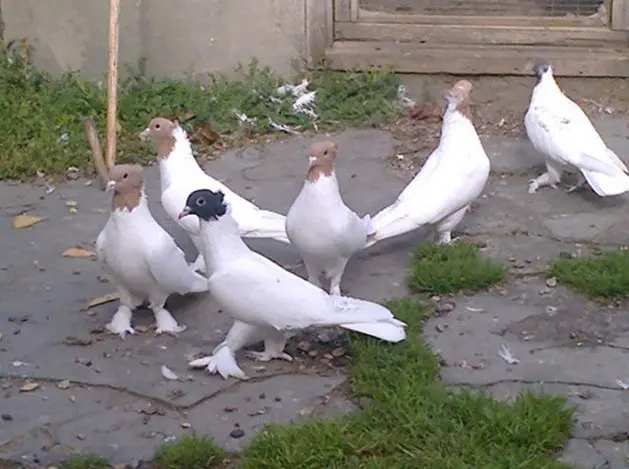 Pigeons of Iran