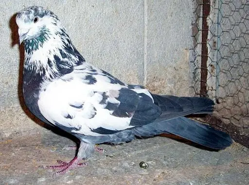 Pigeons of Iran