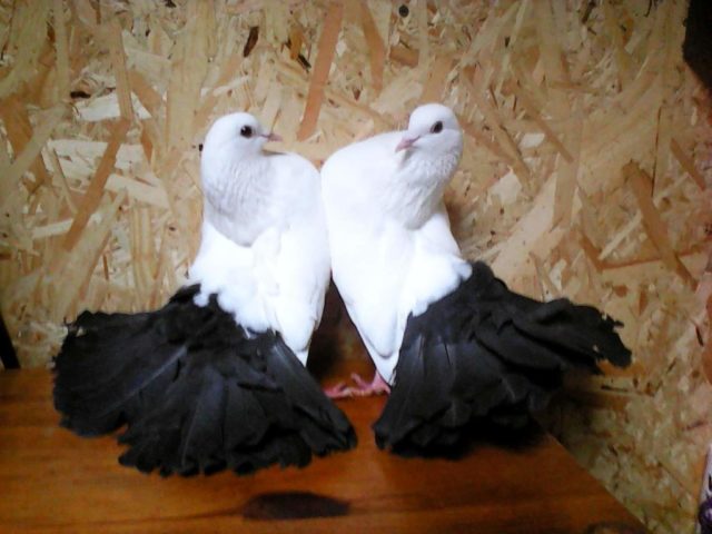 Pigeons peacocks: photos and videos, varieties, breeding