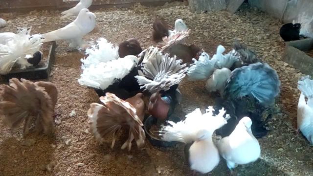 Pigeons peacocks: photos and videos, varieties, breeding