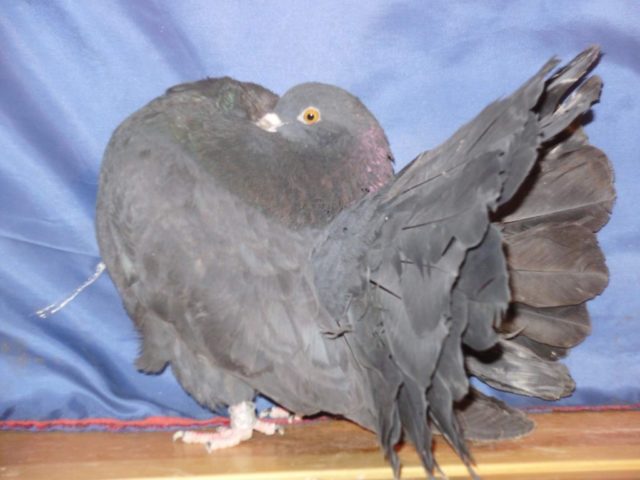 Pigeons peacocks: photos and videos, varieties, breeding