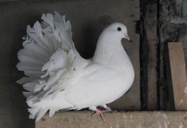 Pigeons peacocks: photos and videos, varieties, breeding