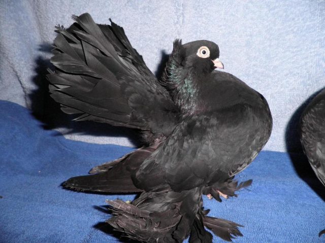 Pigeons peacocks: photos and videos, varieties, breeding