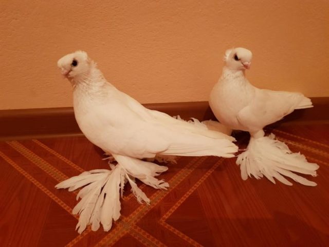 Pigeons peacocks: photos and videos, varieties, breeding