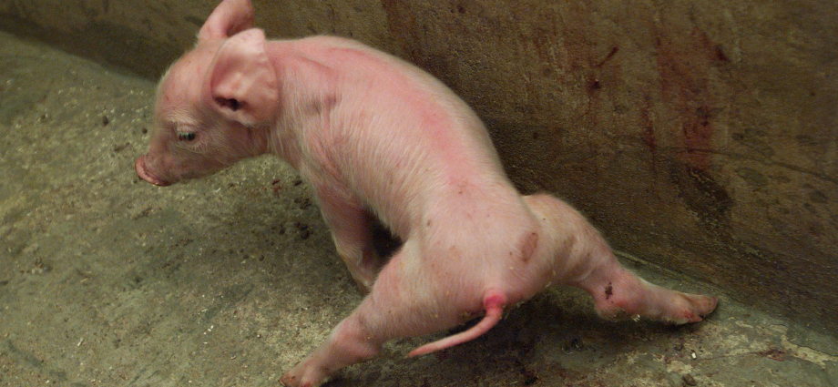 Piglets &#8211; causes, symptoms, treatment. Where do they come from and how to remove milia?