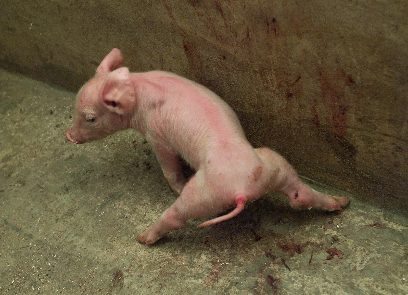 Piglets &#8211; causes, symptoms, treatment. Where do they come from and how to remove milia?