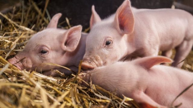 Piglets cough: causes