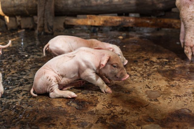 Piglets cough: causes