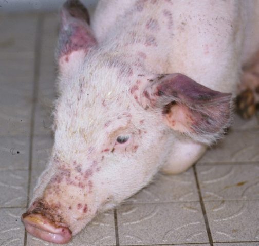 Piglets cough: causes